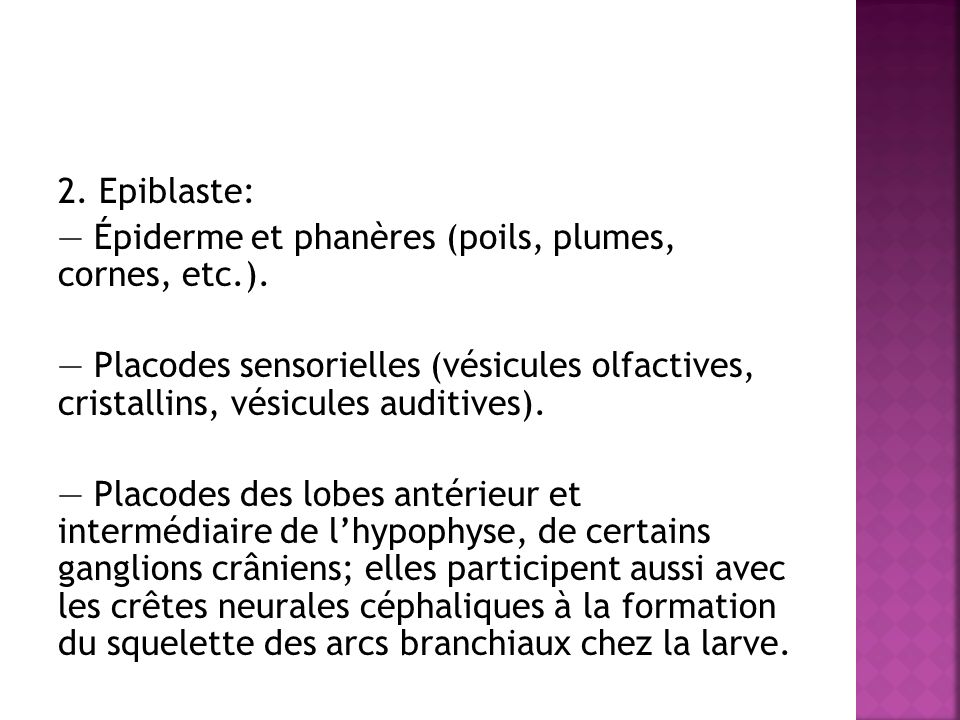 2. Epiblaste: — Épiderme et phanères (poils, plumes, cornes, etc. )