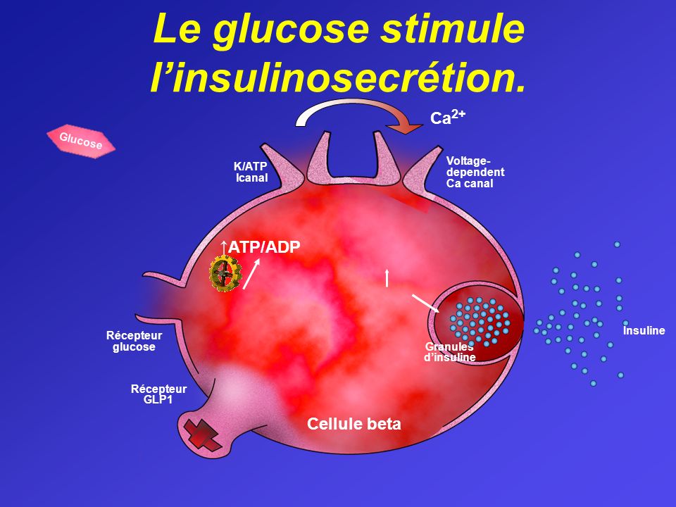 Le glucose stimule l’insulinosecrétion.