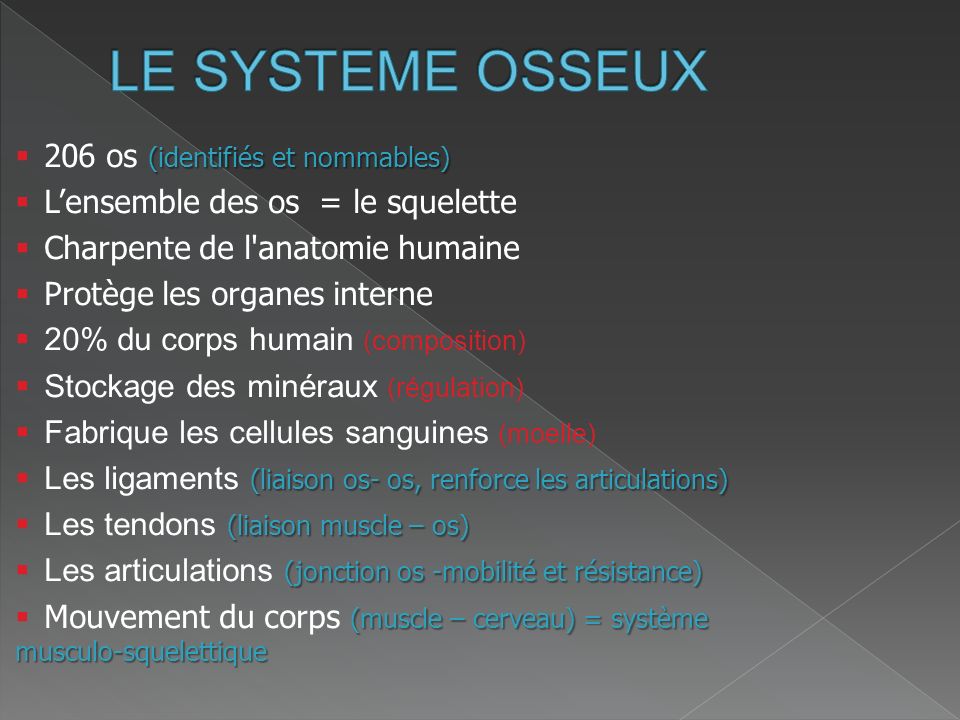 LE SYSTEME OSSEUX 206 os (identifiés et nommables)