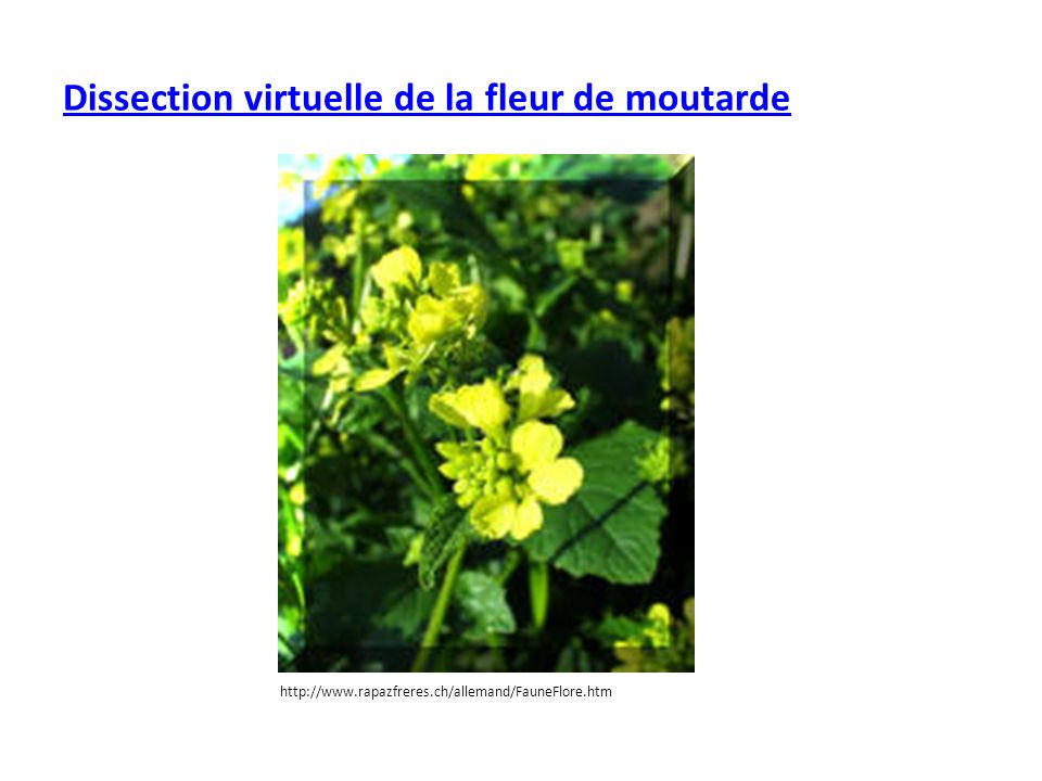 Dissection virtuelle de la fleur de moutarde