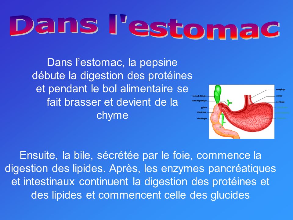 Dans l estomac Dans l’estomac, la pepsine débute la digestion des protéines et pendant le bol alimentaire se fait brasser et devient de la chyme.