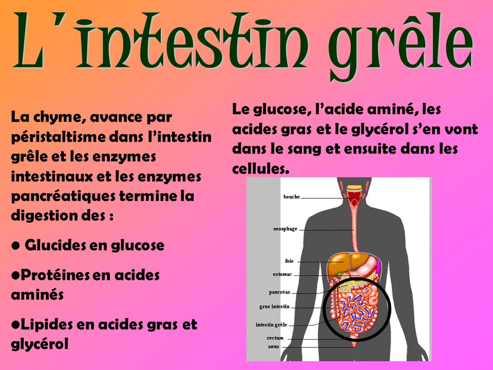 L intestin grêle Le glucose, l’acide aminé, les acides gras et le glycérol s’en vont dans le sang et ensuite dans les cellules.