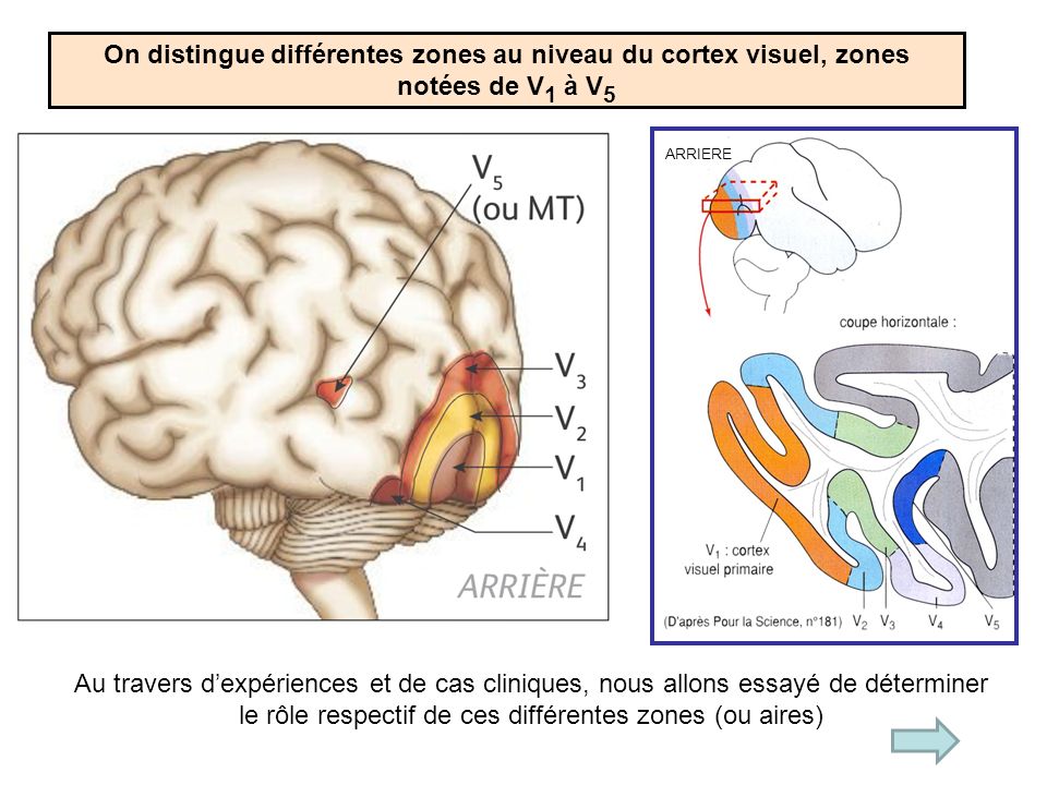 On distingue différentes zones au niveau du cortex visuel, zones notées de V1 à V5