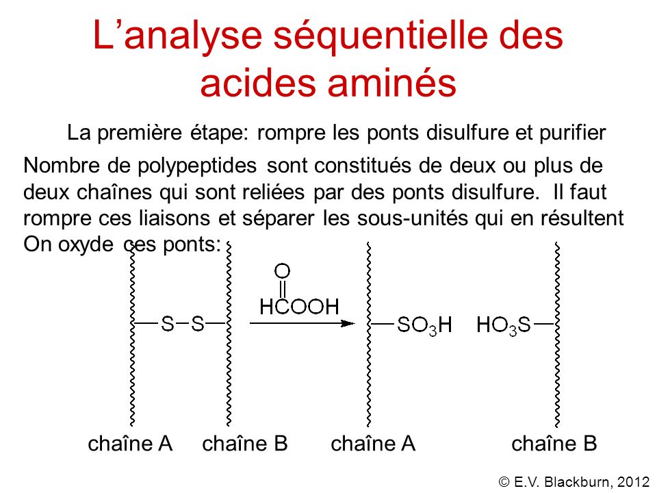 L’analyse séquentielle des acides aminés