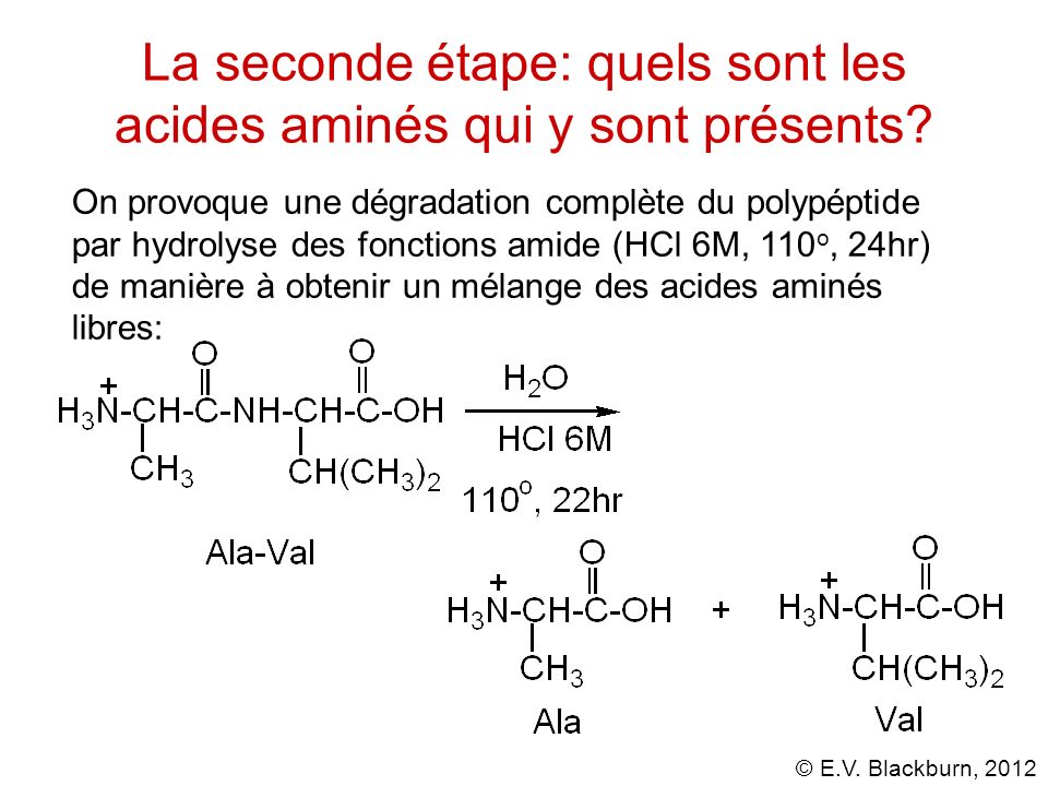 La seconde étape: quels sont les acides aminés qui y sont présents