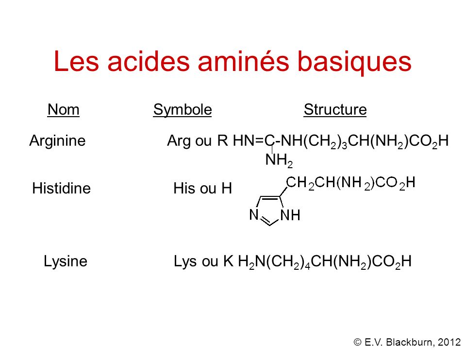 Les acides aminés basiques