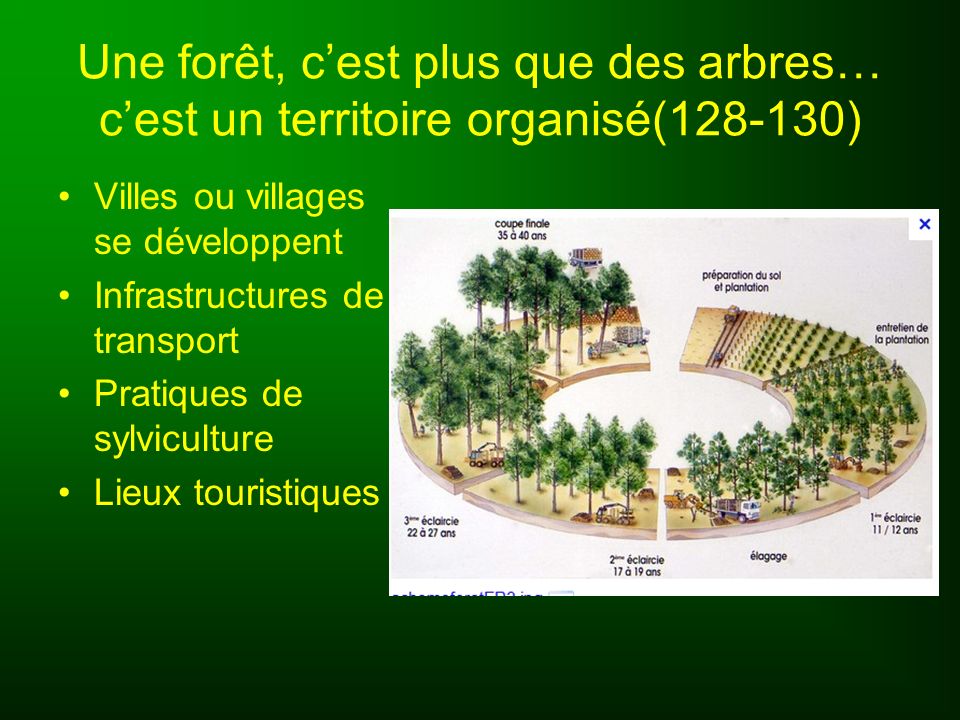 Une forêt, c’est plus que des arbres… c’est un territoire organisé( )