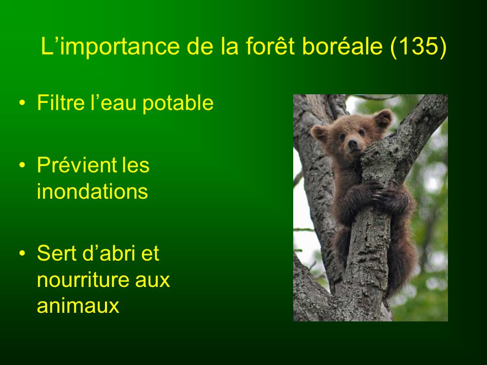 L’importance de la forêt boréale (135)