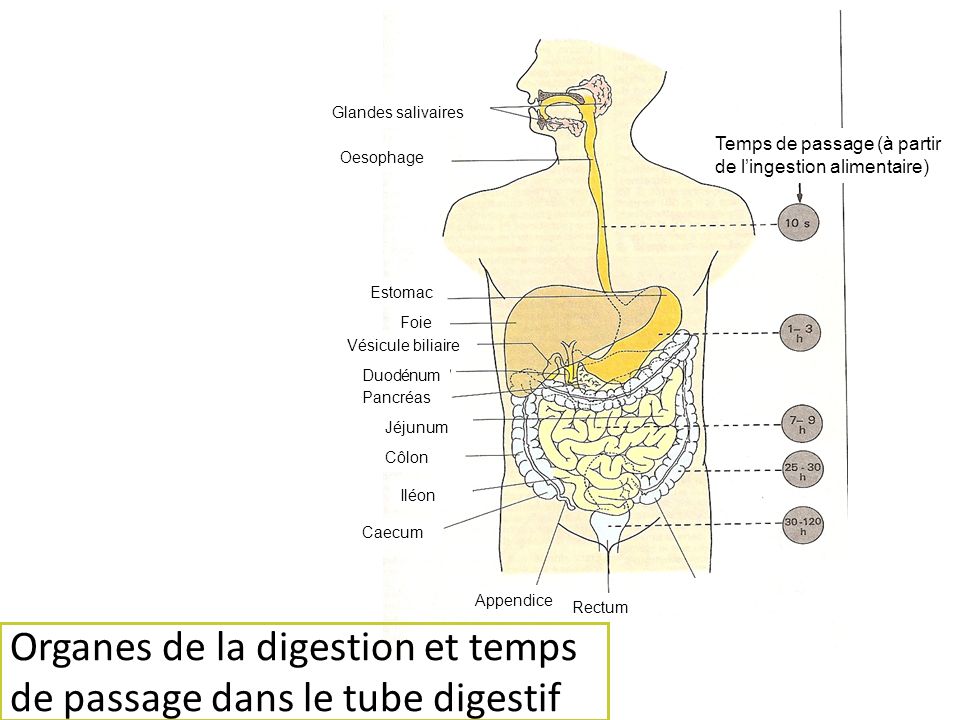 Organes de la digestion et temps de passage dans le tube digestif