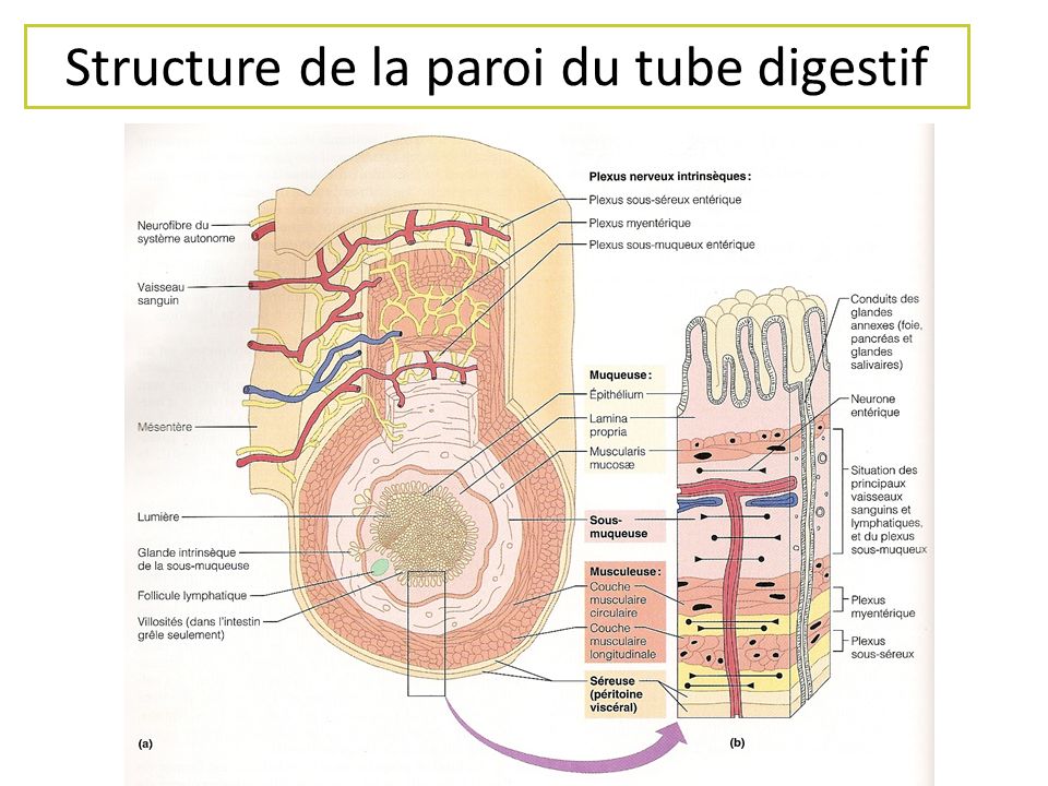 Structure de la paroi du tube digestif
