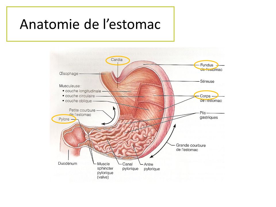 Anatomie de l’estomac