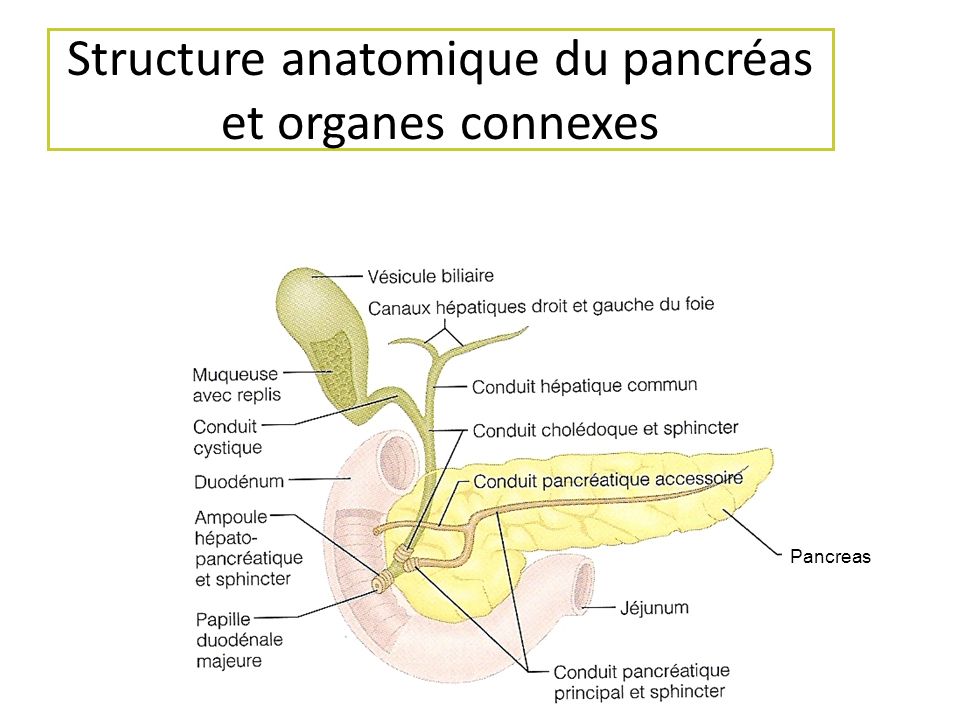 Structure anatomique du pancréas et organes connexes
