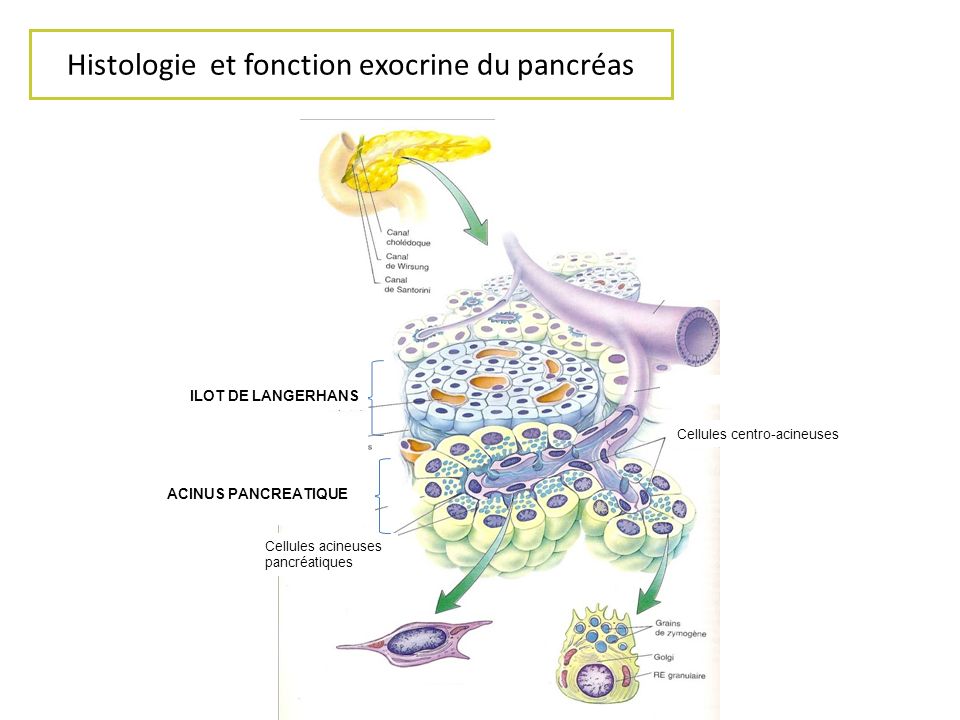 Histologie et fonction exocrine du pancréas