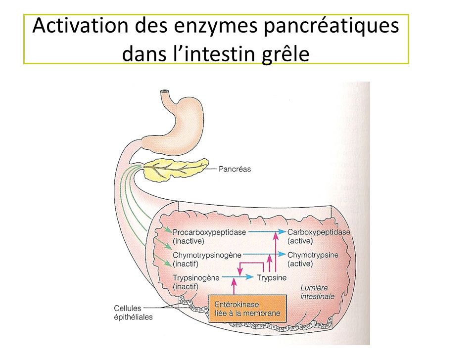Activation des enzymes pancréatiques dans l’intestin grêle