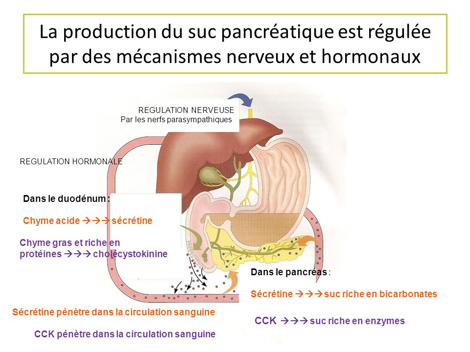 La production du suc pancréatique est régulée par des mécanismes nerveux et hormonaux