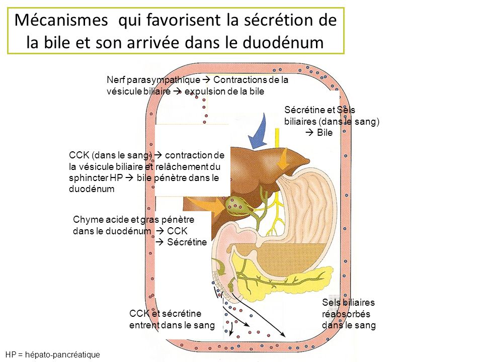 Mécanismes qui favorisent la sécrétion de la bile et son arrivée dans le duodénum