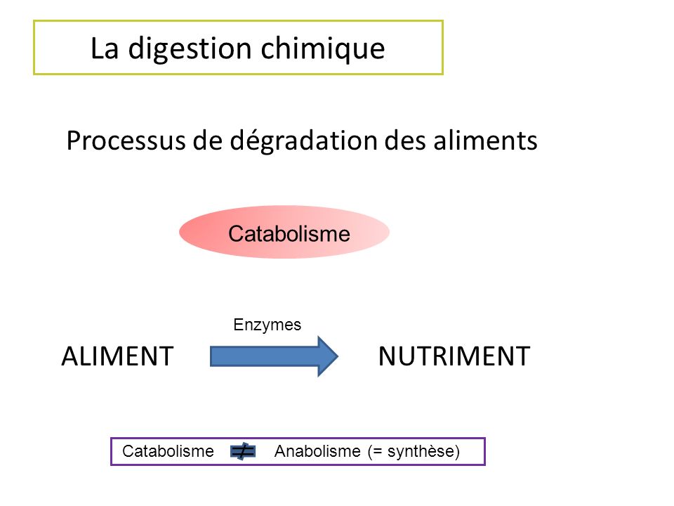 La digestion chimique Processus de dégradation des aliments ALIMENT NUTRIMENT Catabolisme. Enzymes.