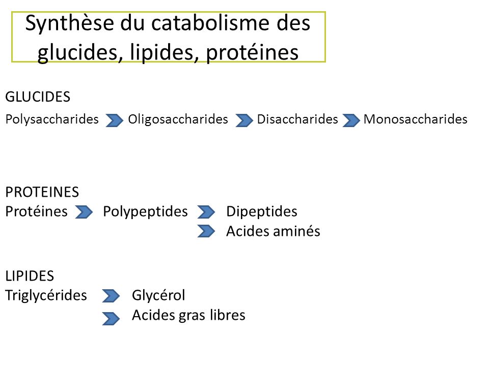 Synthèse du catabolisme des glucides, lipides, protéines