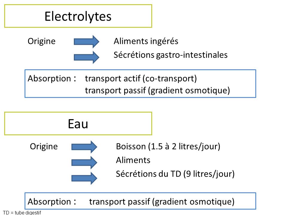 Electrolytes Origine Aliments ingérés Sécrétions gastro-intestinales Absorption : transport actif (co-transport)