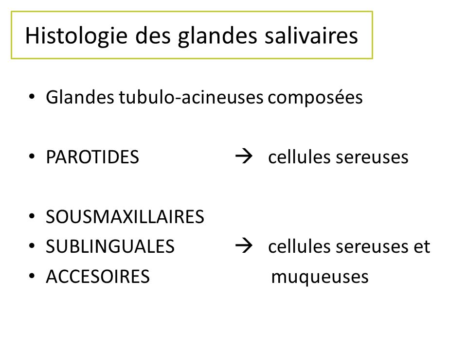 Histologie des glandes salivaires