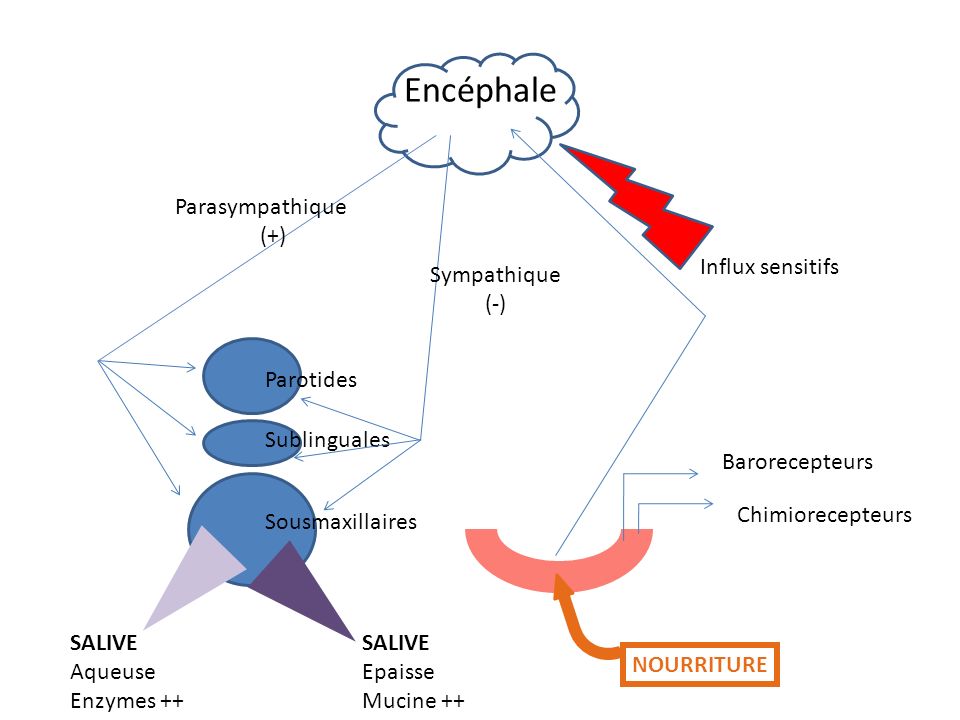 Encéphale Parasympathique (+) Influx sensitifs Sympathique (-)