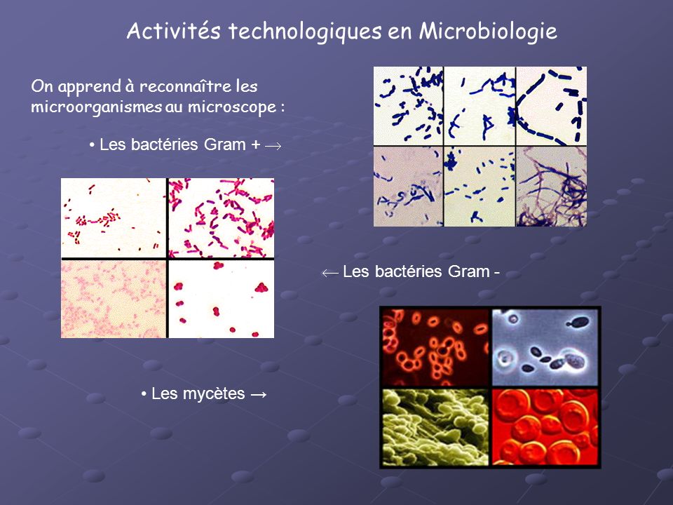 Activités technologiques en Microbiologie
