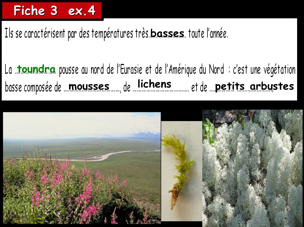 Fiche 3 ex.4 basses toundra lichens mousses petits arbustes