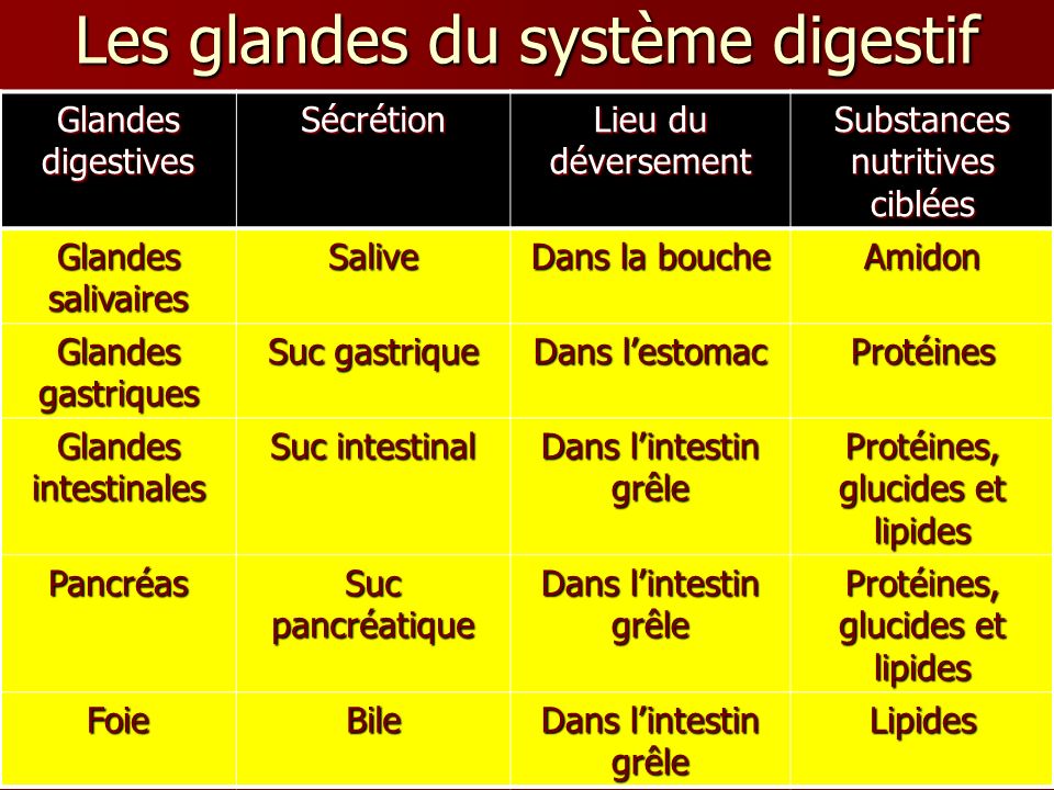 Les glandes du système digestif
