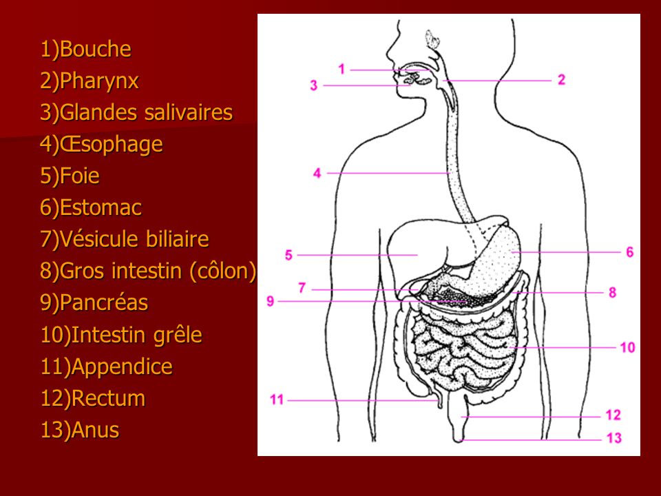 1)Bouche 2)Pharynx. 3)Glandes salivaires. 4)Œsophage. 5)Foie. 6)Estomac. 7)Vésicule biliaire. 8)Gros intestin (côlon)