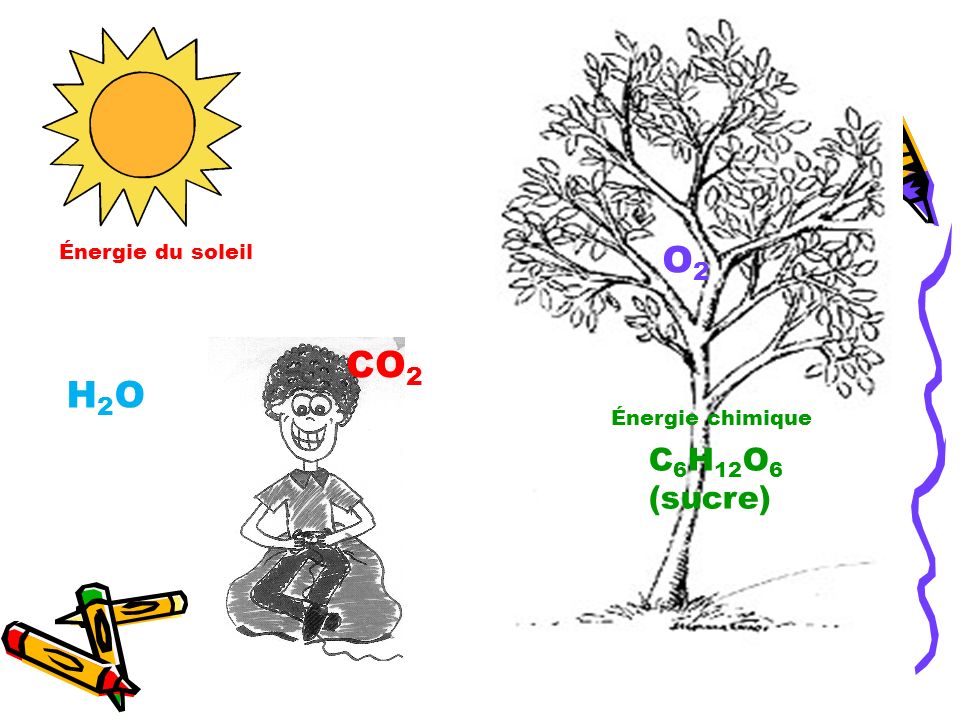 Énergie du soleil O2 CO2 H2O Énergie chimique C6H12O6 (sucre)