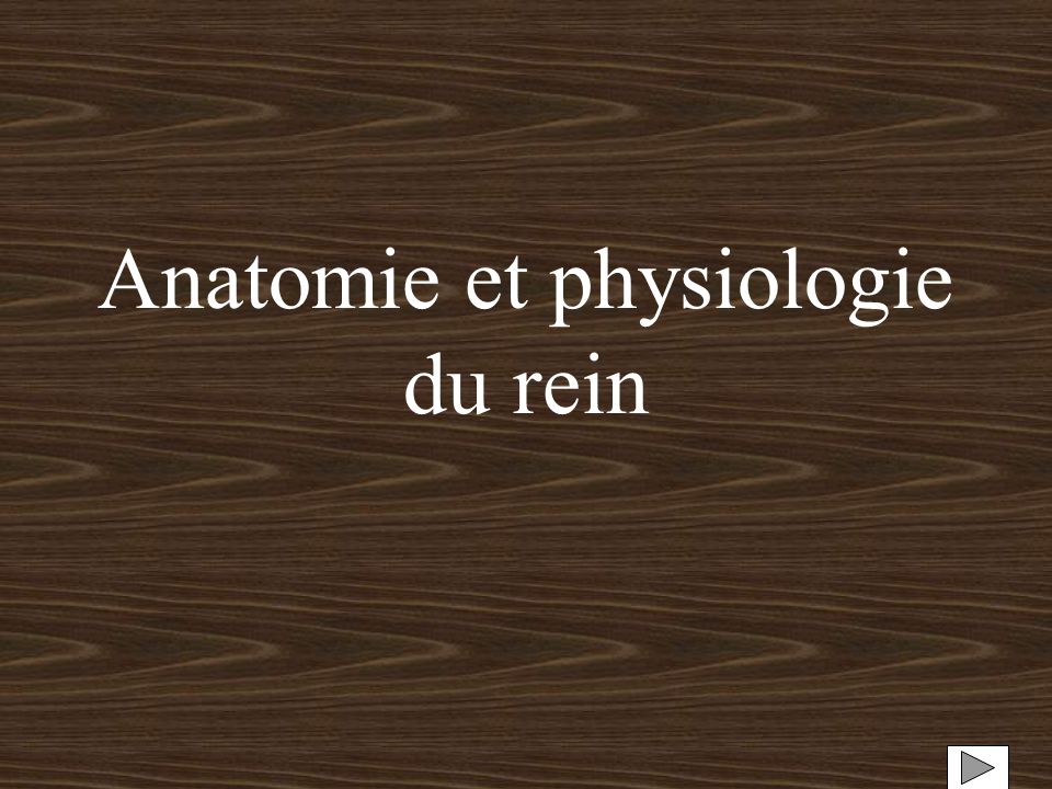 Anatomie et physiologie du rein
