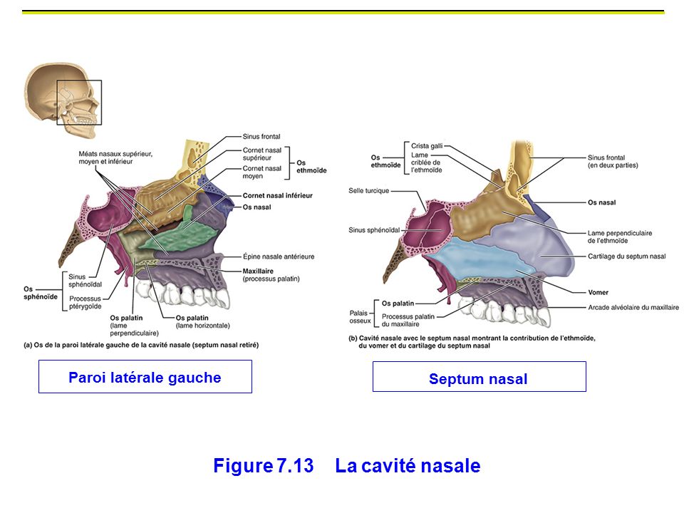 Figure 7.13 La cavité nasale