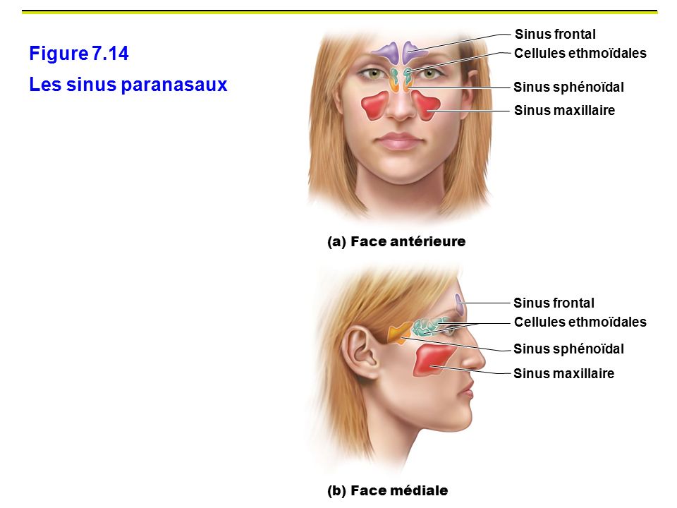Figure 7.14 Les sinus paranasaux Sinus frontal Cellules ethmoïdales