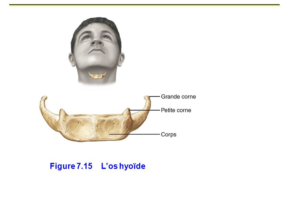 Figure 7.15 L’os hyoïde En forme du « U », os du cou