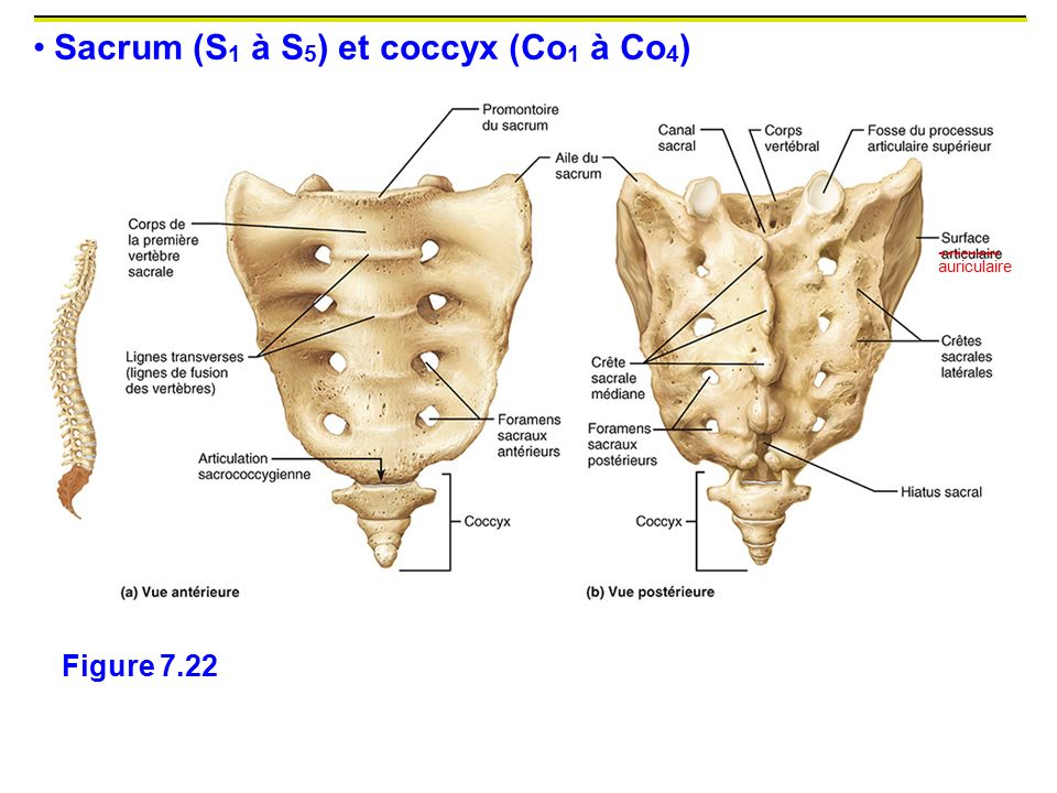 Sacrum (S1 à S5) et coccyx (Co1 à Co4)