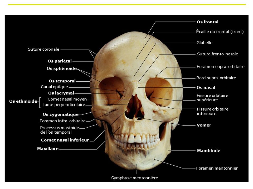 Os frontal Écaille du frontal (front) Glabelle. Suture coronale. Suture fronto-nasale. Os pariétal.