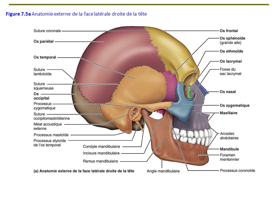 Figure 7.5a Anatomie externe de la face latérale droite de la tête