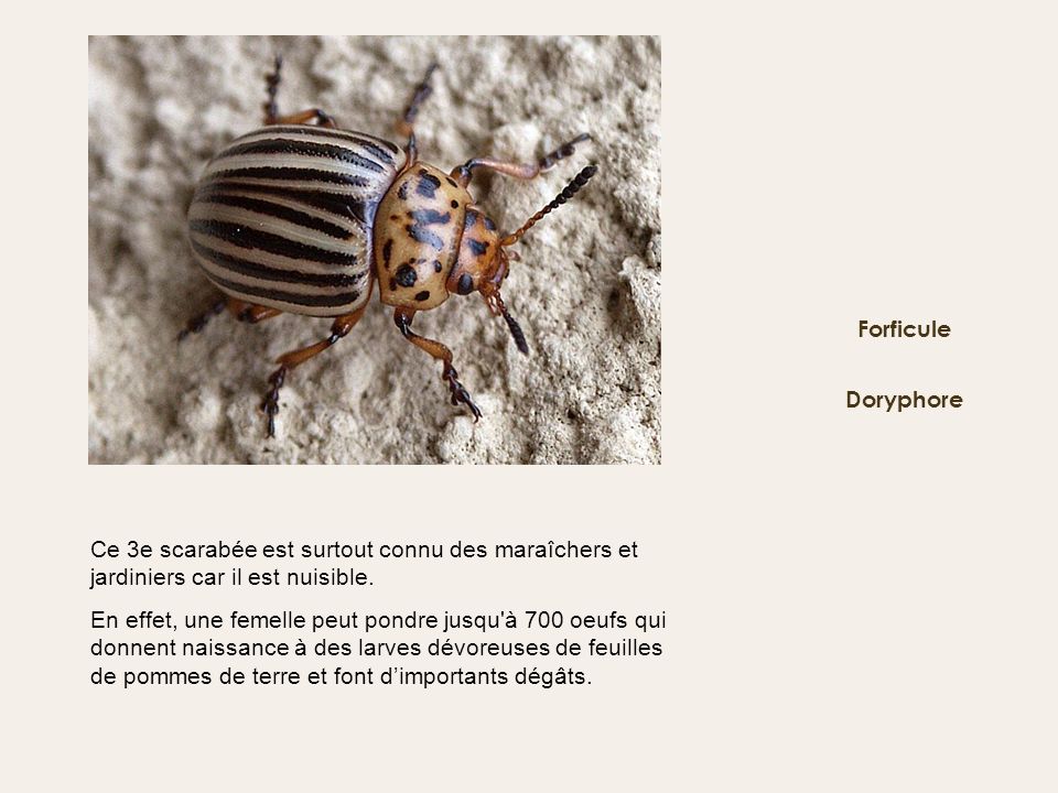 Forficule Doryphore. Ce 3e scarabée est surtout connu des maraîchers et jardiniers car il est nuisible.