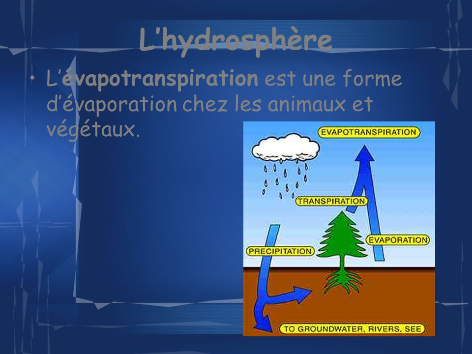 L’hydrosphère L’évapotranspiration est une forme d’évaporation chez les animaux et végétaux.