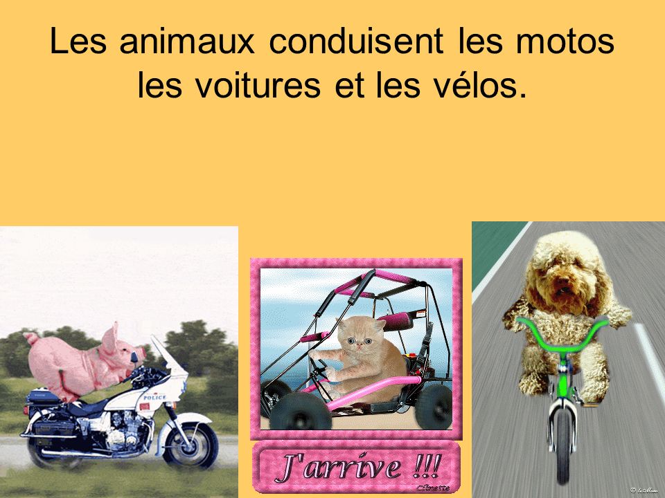Les animaux conduisent les motos les voitures et les vélos.