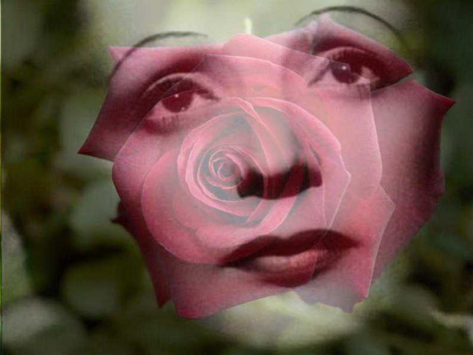 Rose « Edith Piaf »