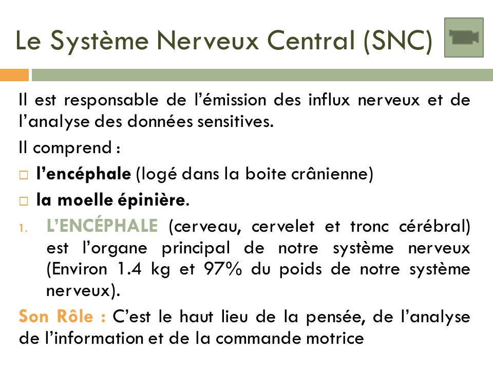 Le Système Nerveux Central (SNC)
