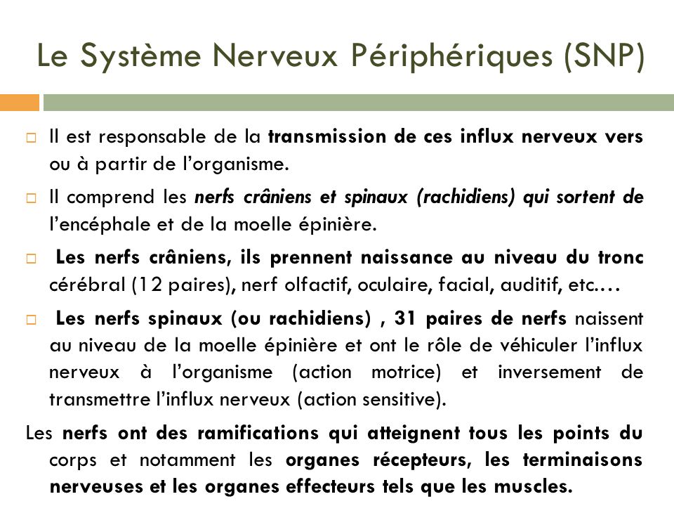 Le Système Nerveux Périphériques (SNP)