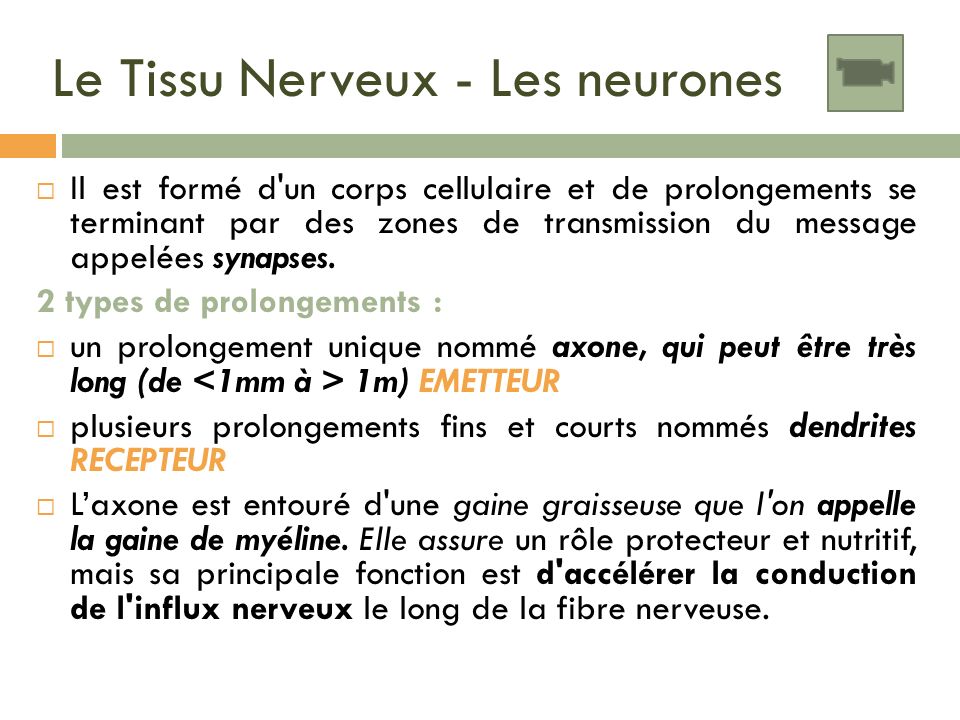 Le Tissu Nerveux - Les neurones