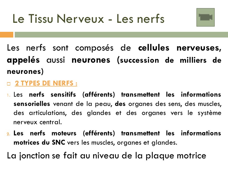 Le Tissu Nerveux - Les nerfs