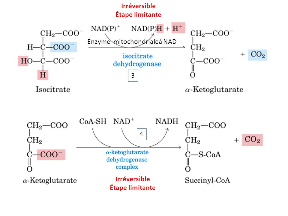 Irréversible Étape limitante Enzyme mitochondrialeà NAD 3 4 Irréversible Étape limitante