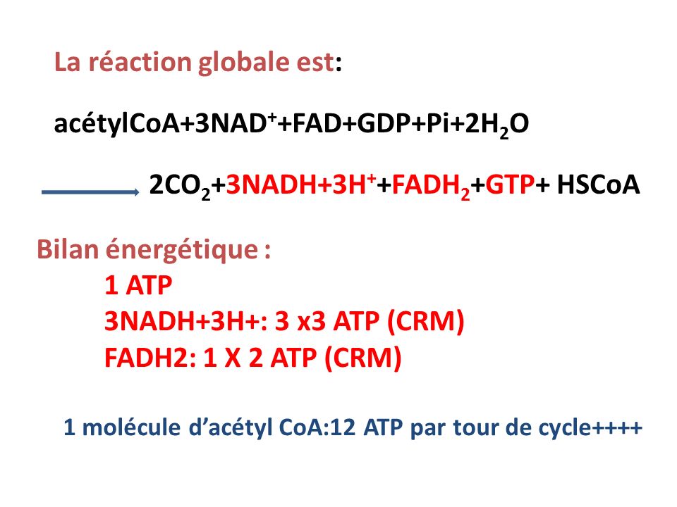 1 molécule d’acétyl CoA:12 ATP par tour de cycle++++