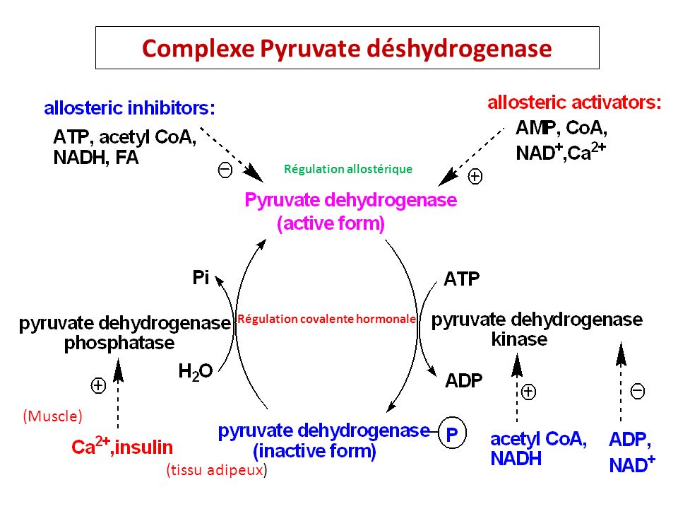Complexe Pyruvate déshydrogenase