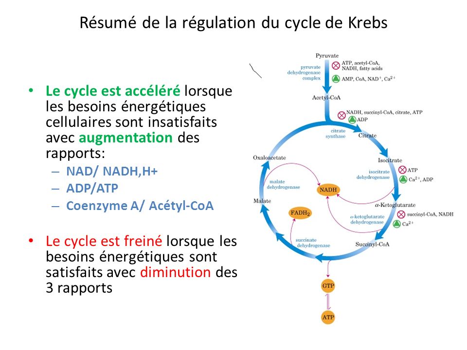 Résumé de la régulation du cycle de Krebs