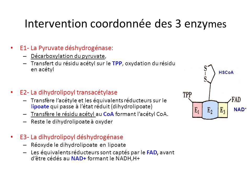 Intervention coordonnée des 3 enzymes